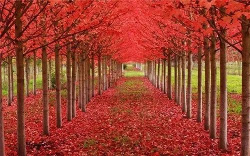 霜叶红于二月花怎么解释,霜叶红于二月花的解释