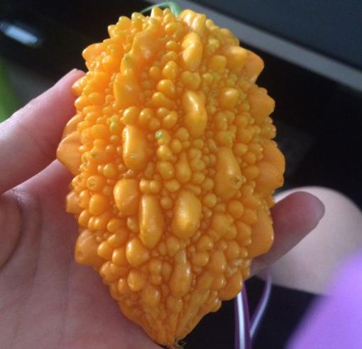 苦瓜的变种,苦瓜最原始的品种