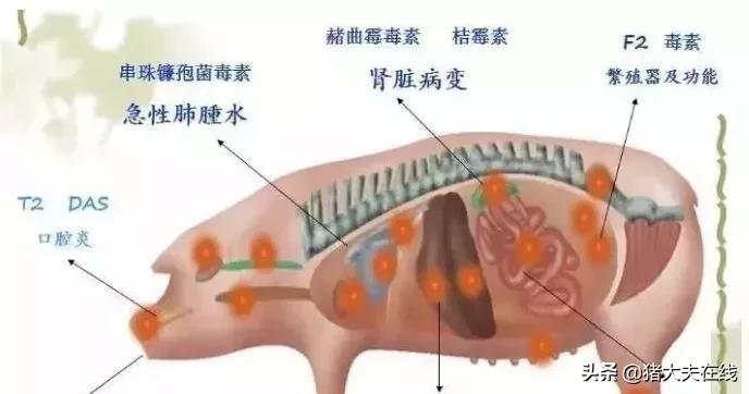霉菌毒素的中毒症状、对机体的破坏及预防措施！