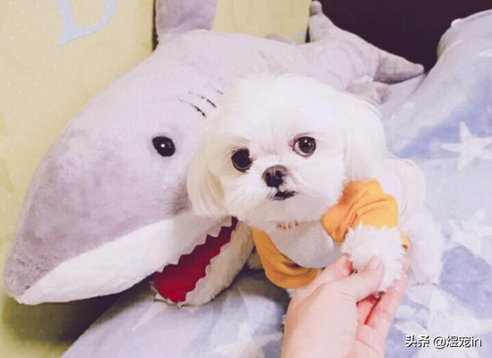 家里的狗狗拉肚子了怎么办,狗狗积食得了细小怎么办