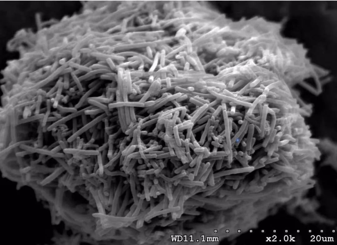 瑞士乳双歧杆菌的作用,罗伊氏乳杆菌和瑞士乳杆菌