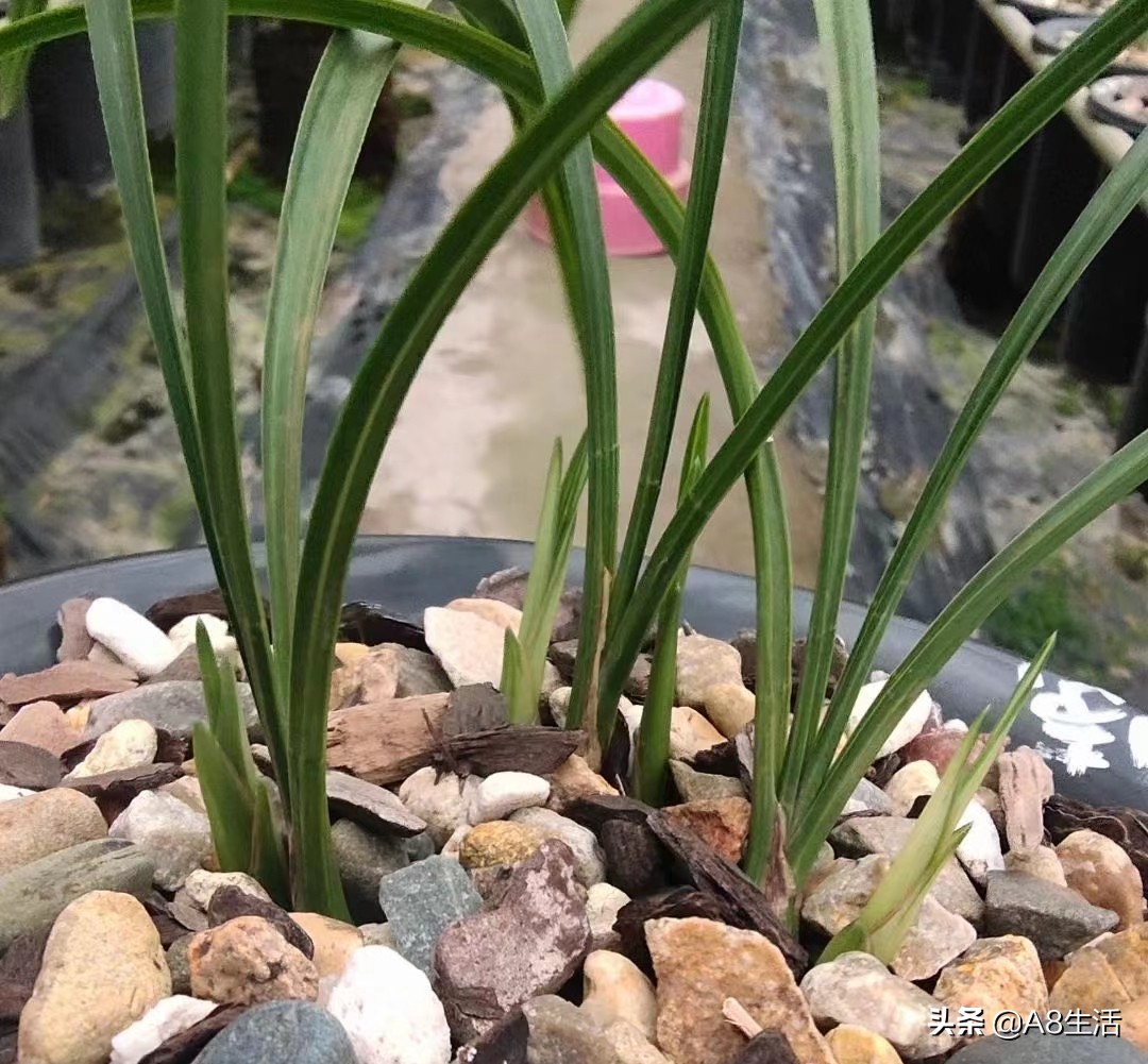 春兰张荷素兰花介绍,每日一品中国兰花春兰