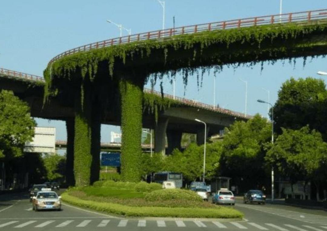 高架桥上为什么只种爬山虎,为啥高架桥要种满爬山虎