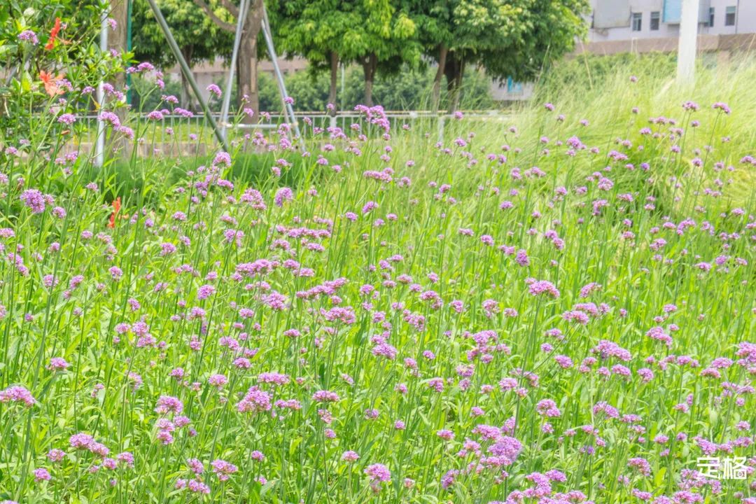 沙井万丰哪里的生蚝好吃,深圳沙井生蚝最出名店