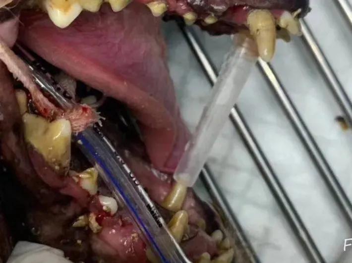 猫咪长蛀牙了需要拔掉吗,猫有蛀牙怎么处理最好