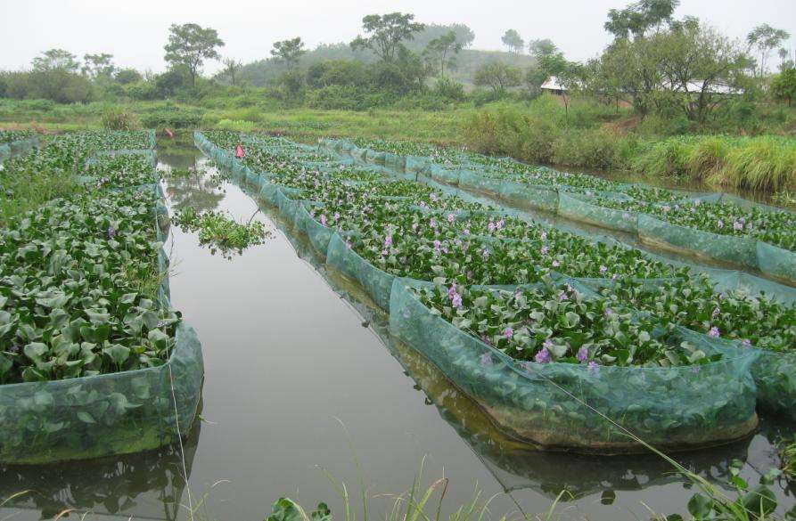 黄鳝如何养殖？养黄鳝5个注意事项不可忽视，掌握养殖方法很关键