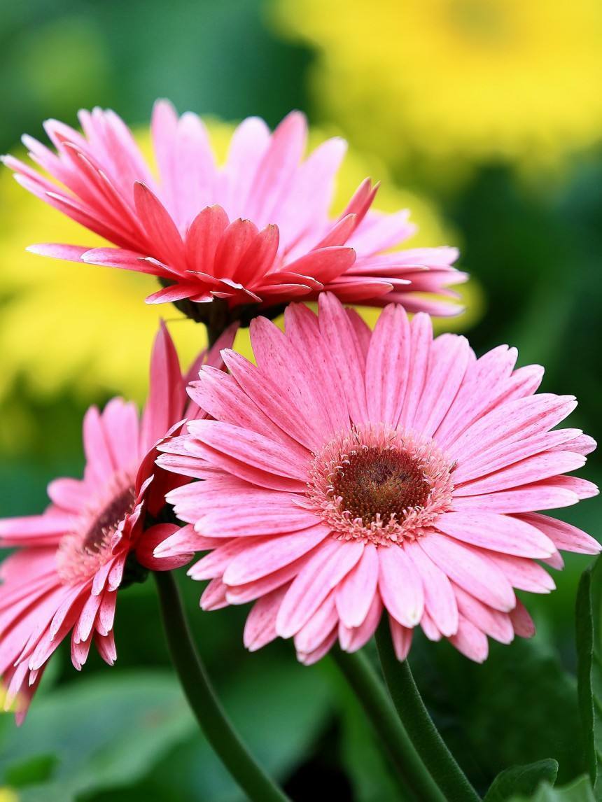 迷你向日葵适合黄土种,向日葵盆栽品种推荐