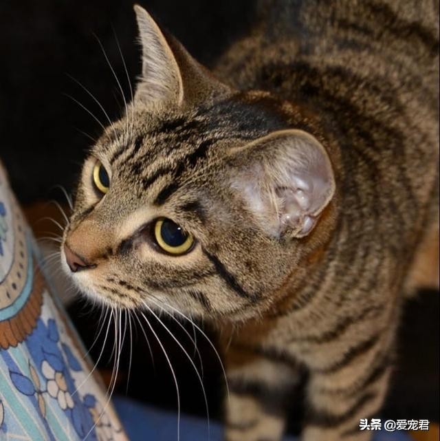 铲屎官怕仓鼠怎么办,铲屎官害怕猫呕吐