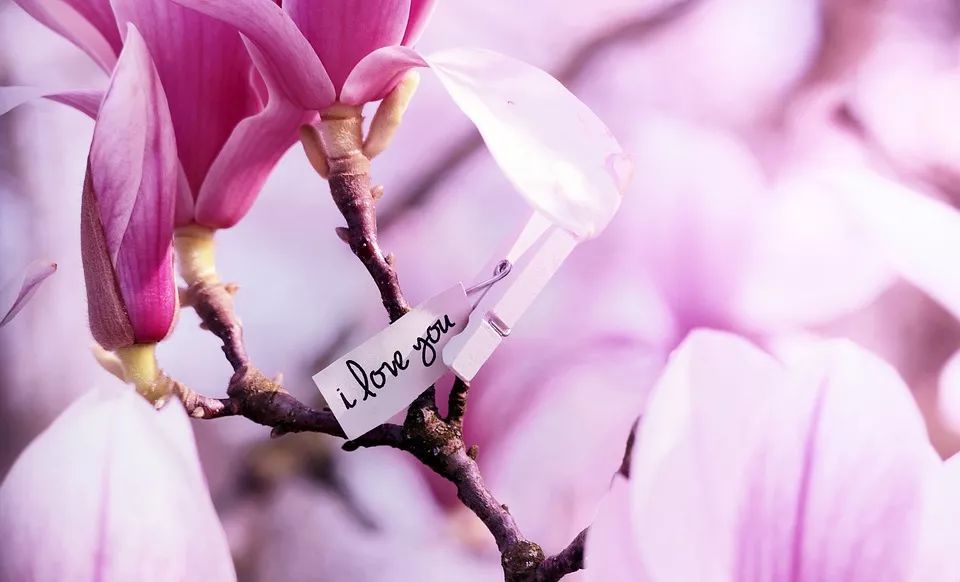 钗头凤的悲剧,钗头凤是一首自述爱情悲剧的词