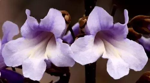 天津桃花堤赏花时间2021,天津桃花堤桃花什么时间开花