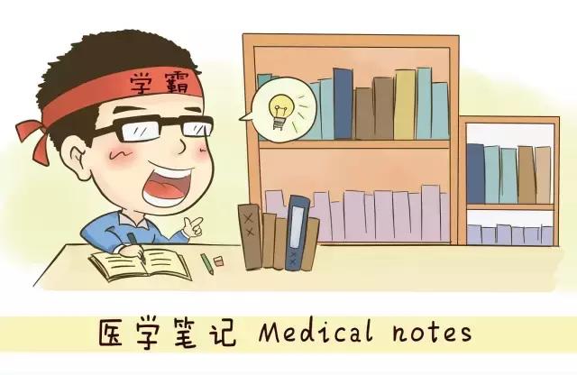 医学笔记︱男性会阴部的肌肉系统（中肛管水平）：（下）