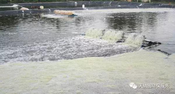天气多变池塘容易产生倒藻,天气突然变冷鱼塘怎么会死鱼