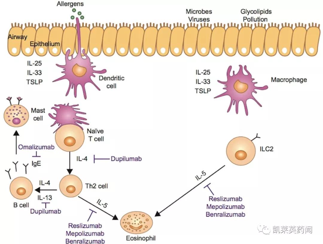 tslp是什么,tslp哮喘新药
