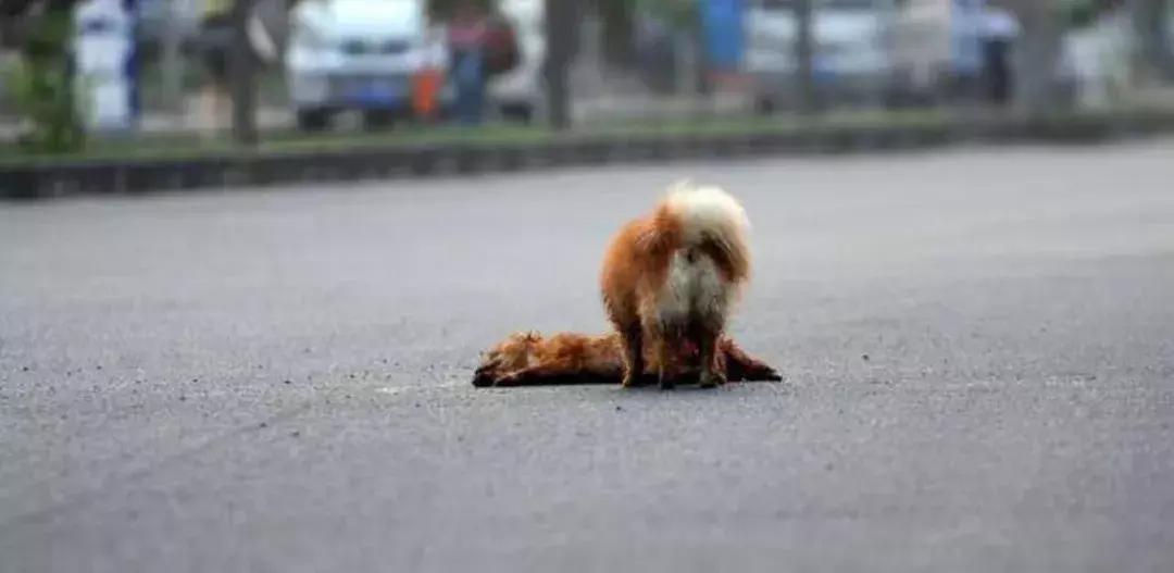 遇到流浪狗怎么救,如何有效避免流浪狗伤人事件