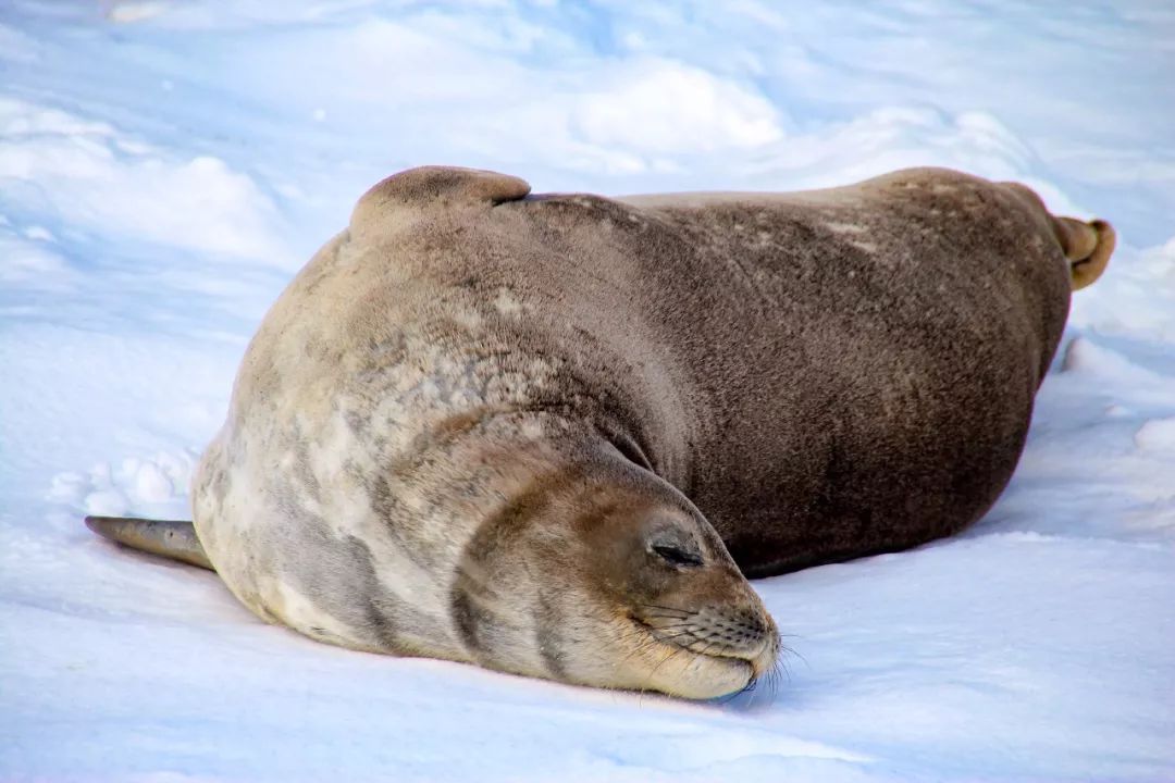 去南极能走出这个世界吗,为什么现在都要去南极