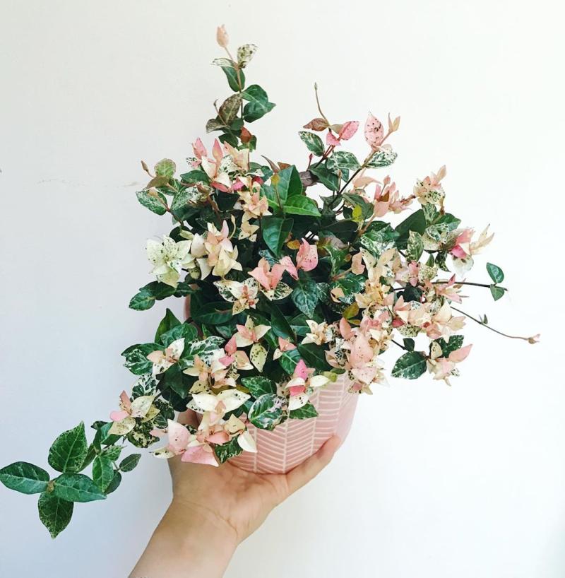 优雅灵动婉转清丽的花叶藤草,花叶络石这么养护,缤纷芳菲如彩蝶