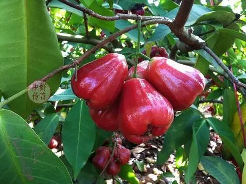 海南必吃十种水果图片名称,海南水果品种大全排名