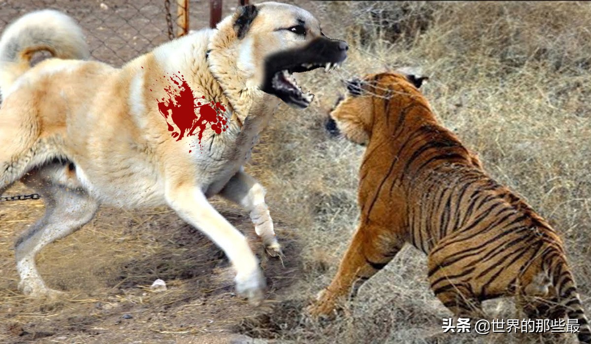 老虎和猛犬哪个厉害,世界上战斗力最强的十种猛犬