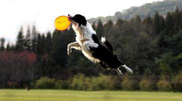 世上最罕见的狗品种图片,全世界狗品种视频