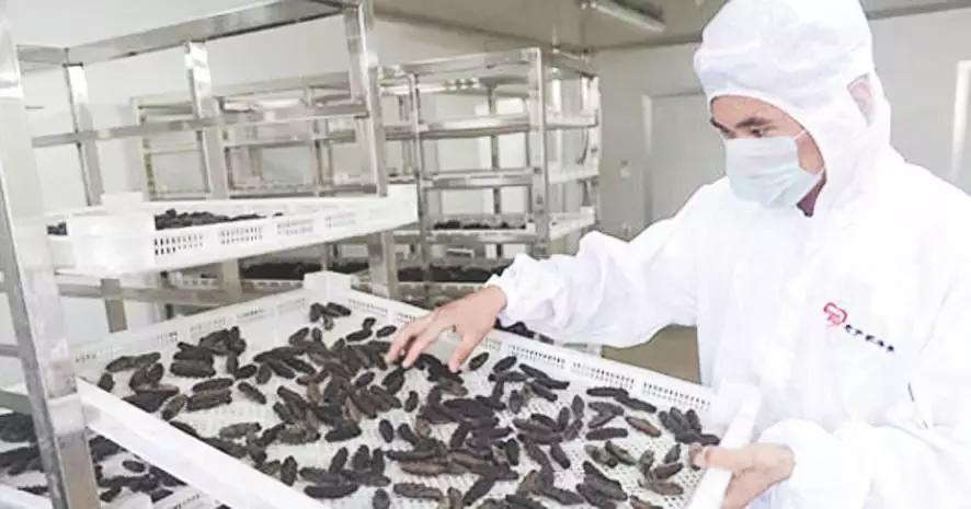 2021海参排名前十的品牌,海参质量排名