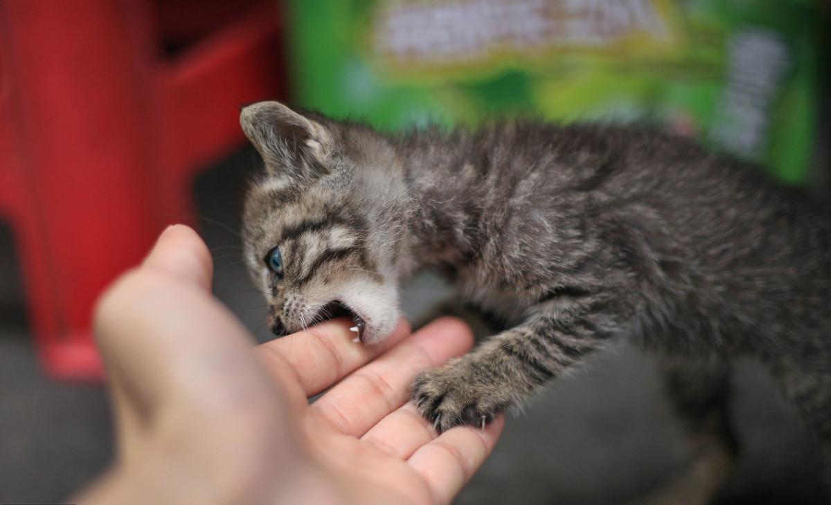 猫咬人教学,猫咬人抓人要怎么教育它