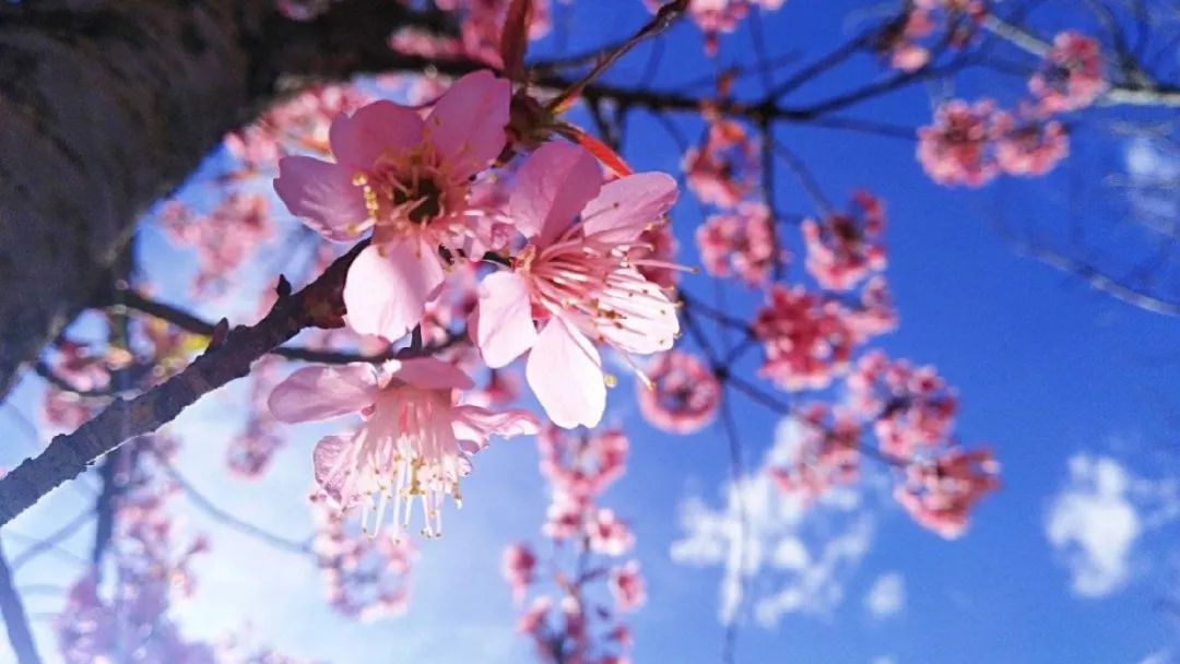 玉溪师范学院凤凰路134号乐队,玉溪师范学院的故事