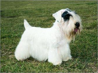 全世界100种名贵狗,世界上46多种名狗图文说明