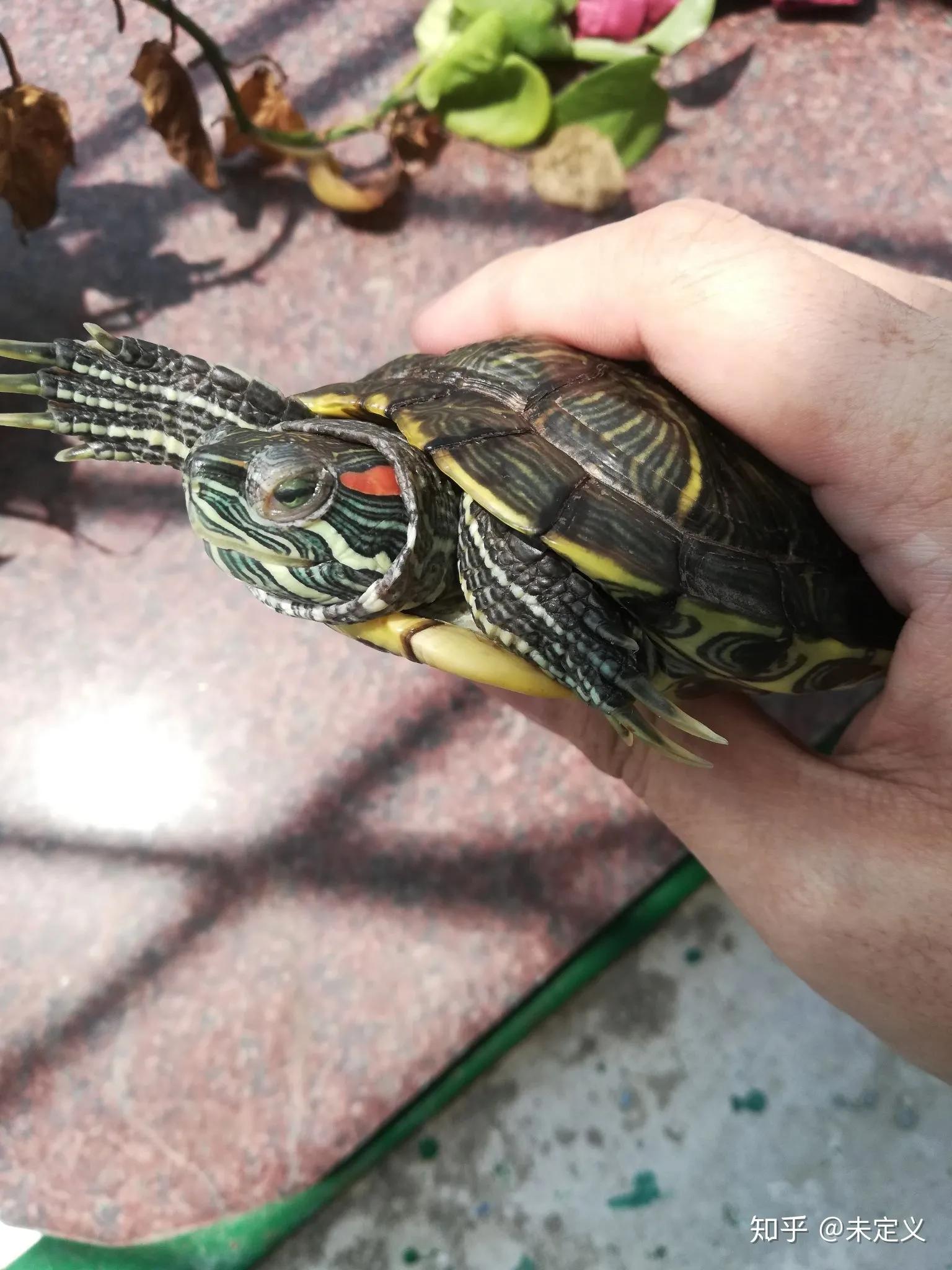 小乌龟白眼病吐出分泌物,土霉素能治乌龟白眼病吗