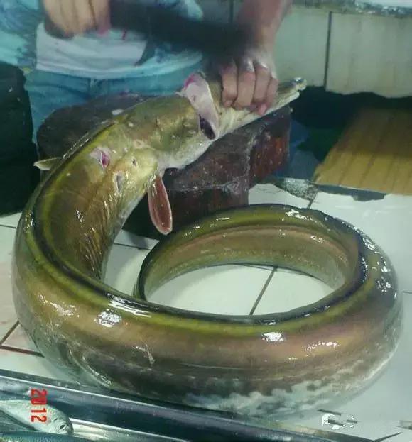 海南渔民整理的海鲜大全,渔民海鲜介绍