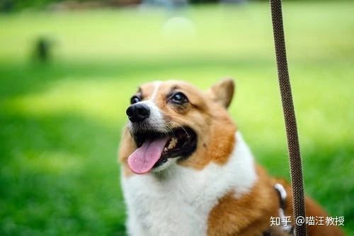 狗狗日常营养鲜食,狗狗日常所需的营养有哪些