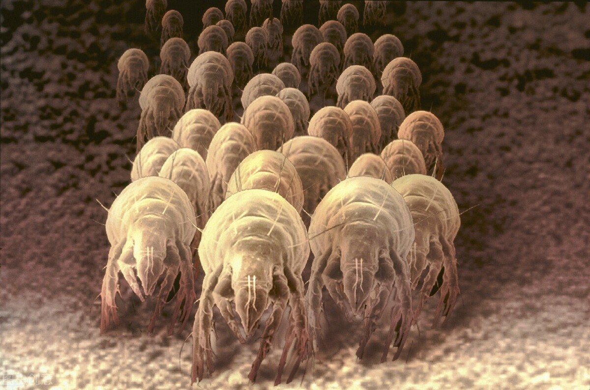 被猫尿过的厚被子怎么办,被猫尿过的棉被子怎么办