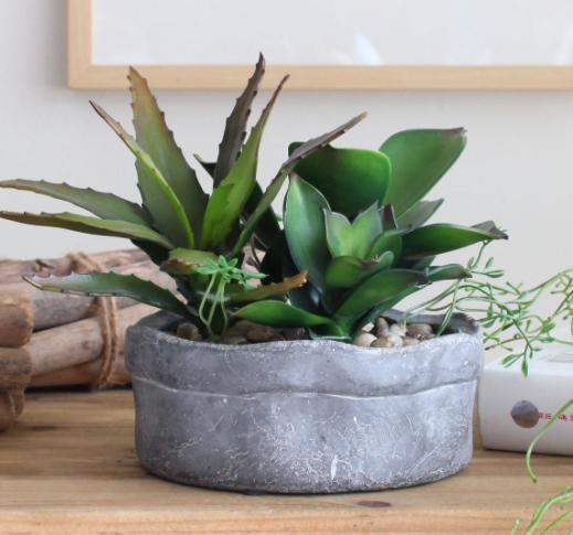 万能药片盆栽,养盆栽的小妙招