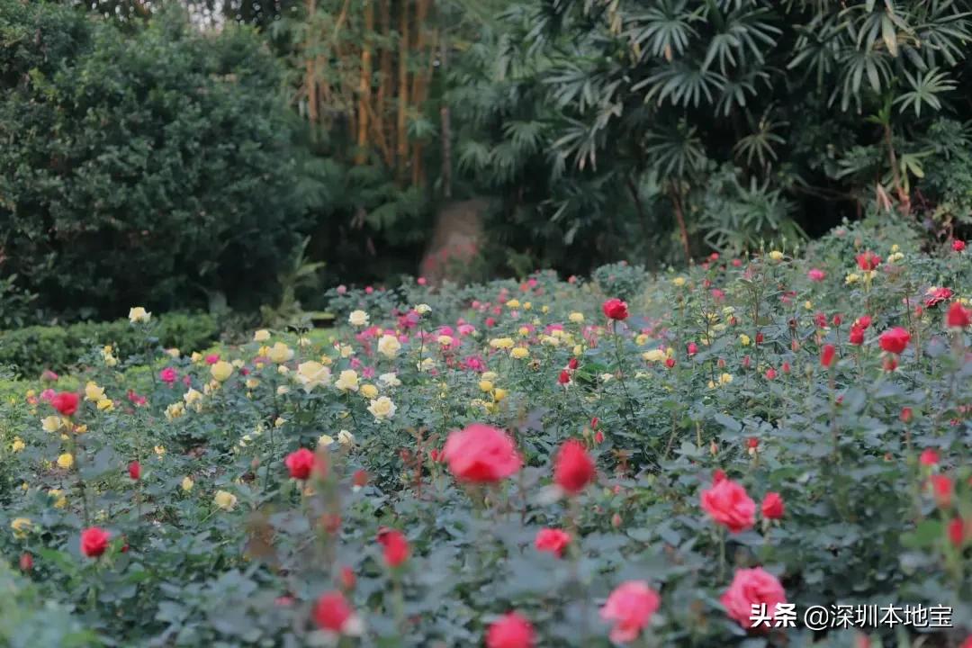 深圳有哪些地方免费景点,深圳都有什么景点免费游玩