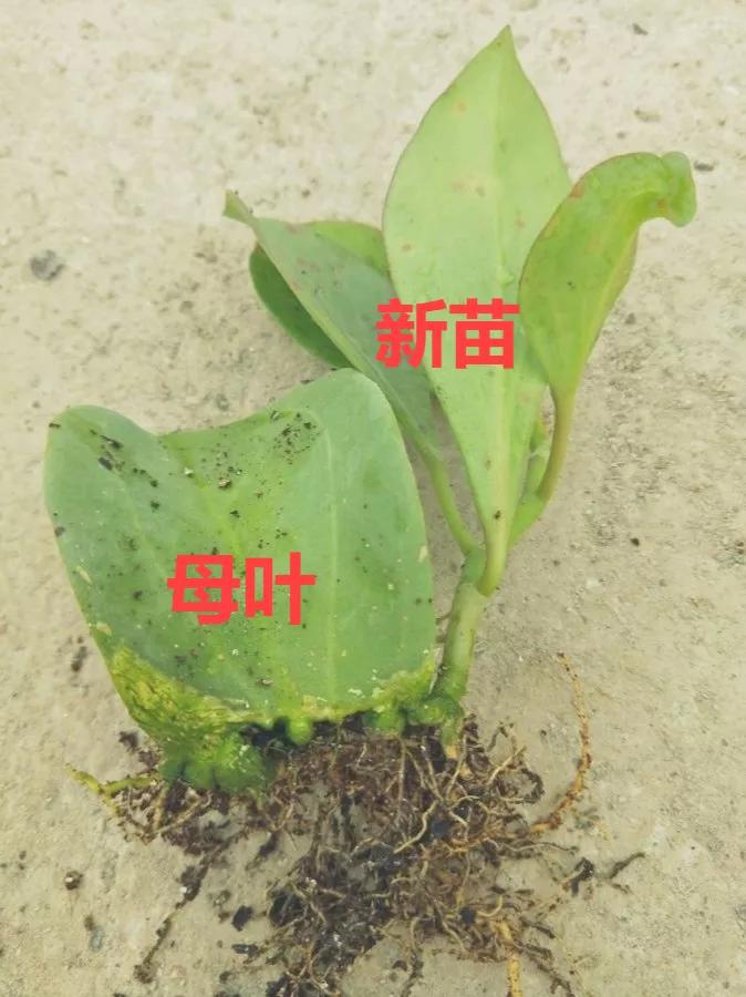 扦插花的养殖方法和技巧,养花扦插有妙招多肉