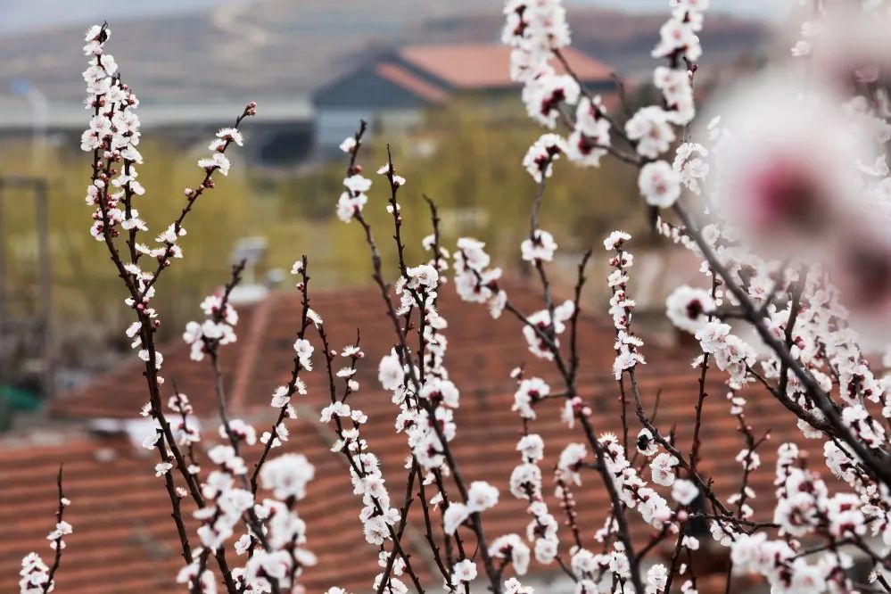 美丽乡村鹿苑,威海美丽乡村旅游