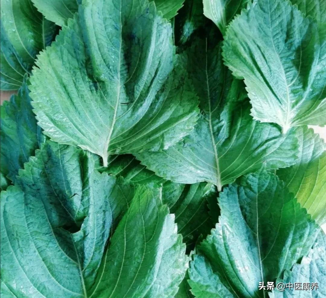 紫苏叶药食同源,药食同源紫苏叶