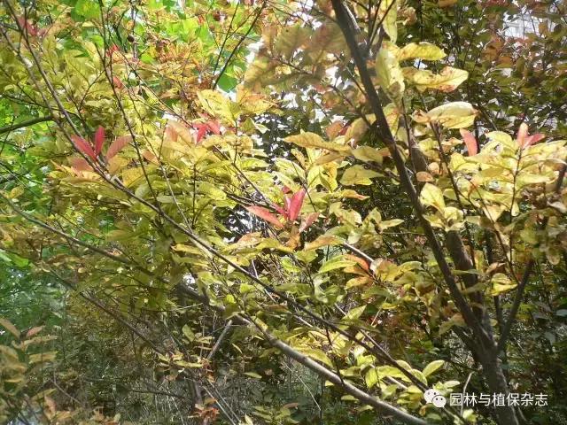 树木黄化是怎么回事,树木枯萎病的防治方法