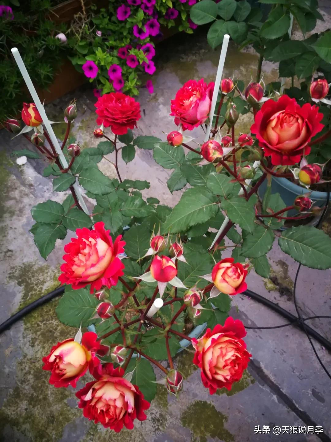 月季春季第一波花要不要剪,月季春季第一波花开后嫁接