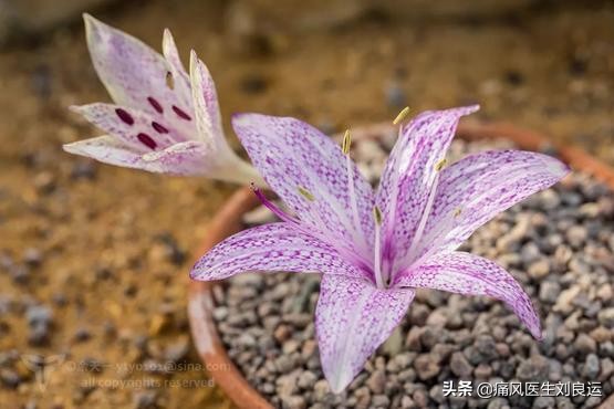 秋水仙碱可以缓解痛风吗,秋水仙碱对痛风有消肿止痛吗