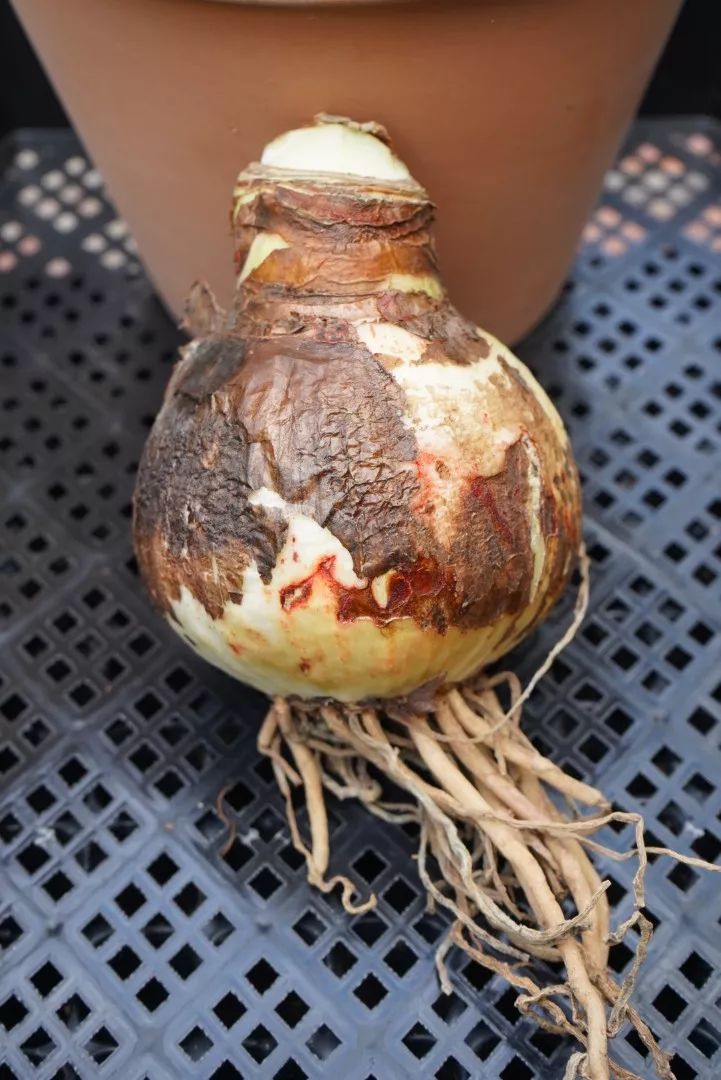 朱顶红为什么老是烂球,怎么才能让朱顶红不生小球