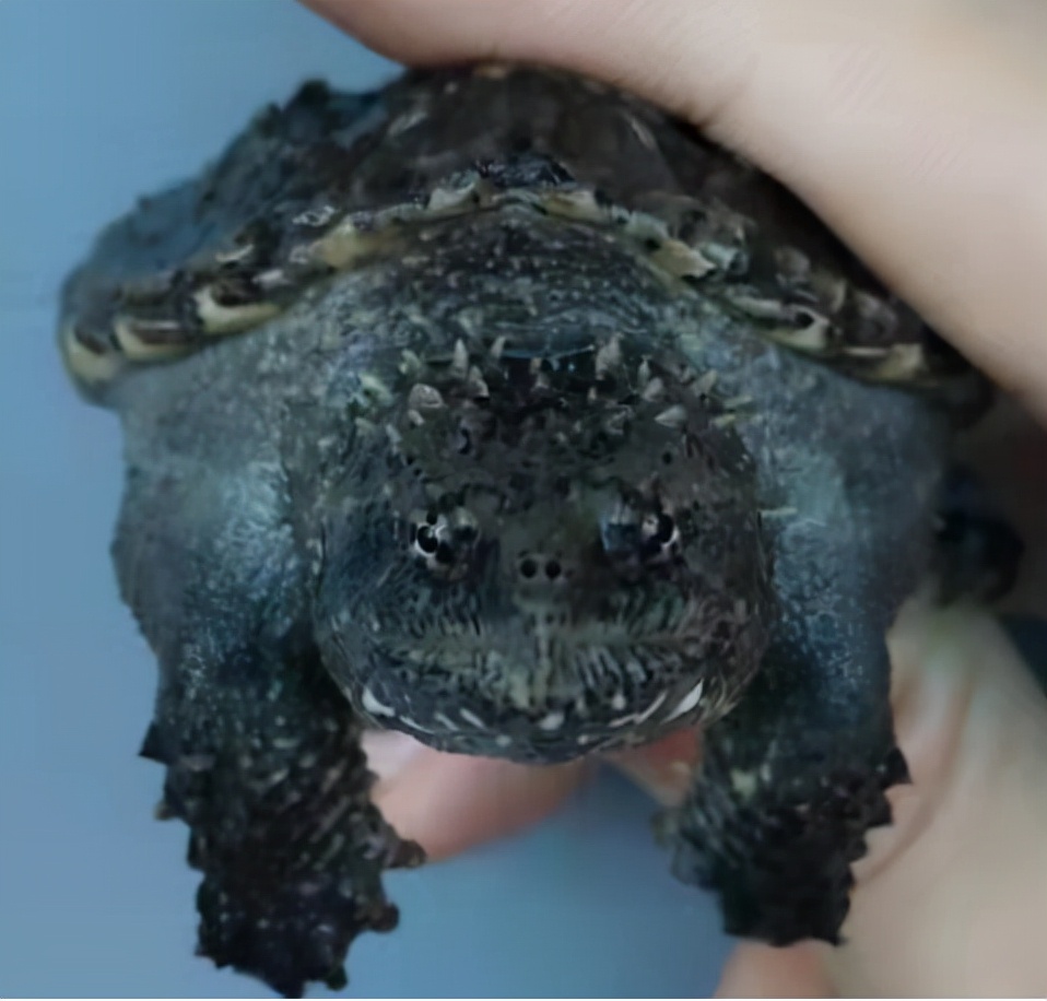 北美鳄龟和杂佛鳄龟分别的优势,北美鳄龟和佛鳄的区别谁更凶