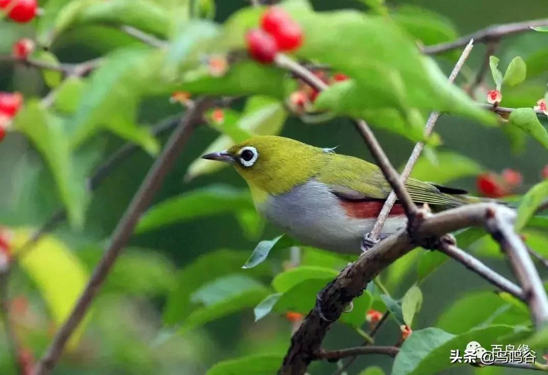 高手治疗绣眼水便方法总汇