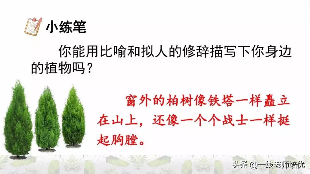 六年级上册第二课丁香结知识点,部编版六年级上册语文丁香结预习