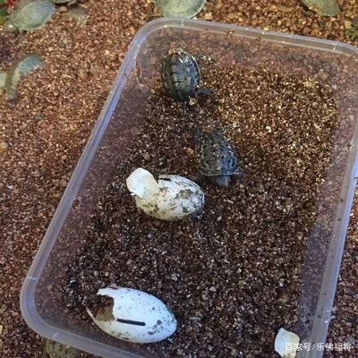 小乌龟的成长记,小乌龟的饲养日记