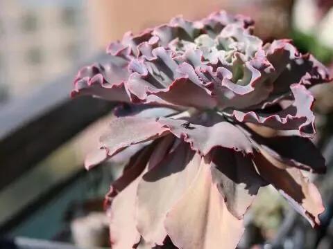 家里养的多肉长大了怎么办,家里的多肉土干的很快