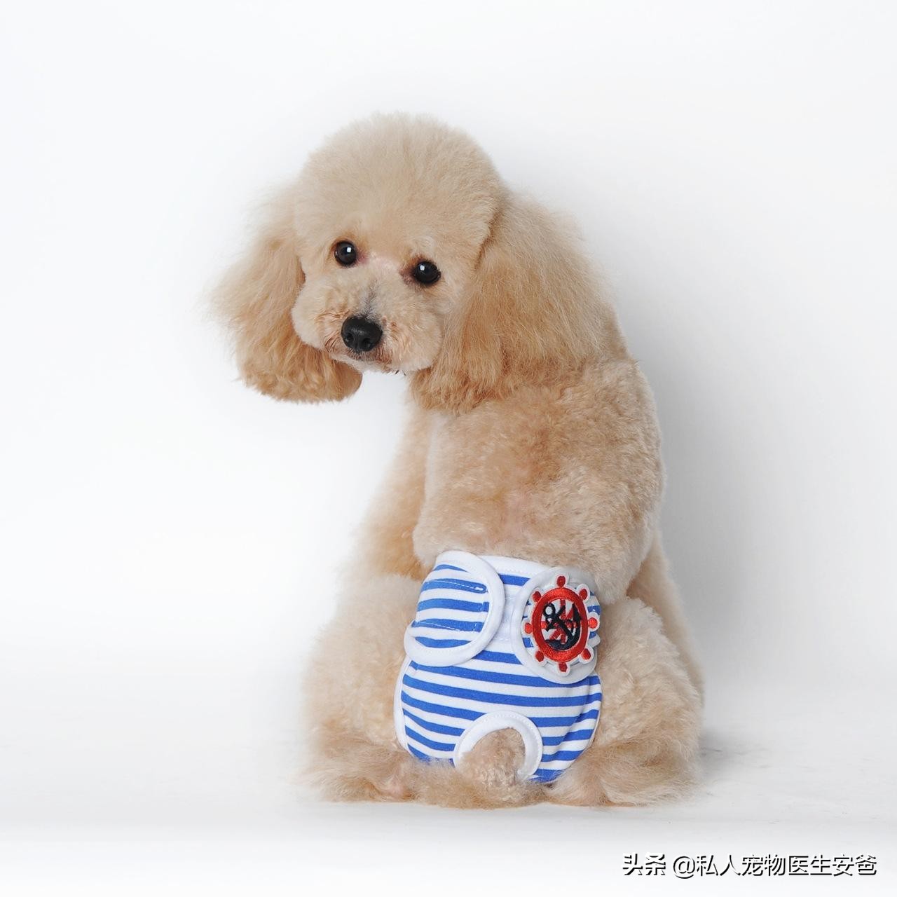 安爸训养犬,安爸教你小狗怎么才能变听话