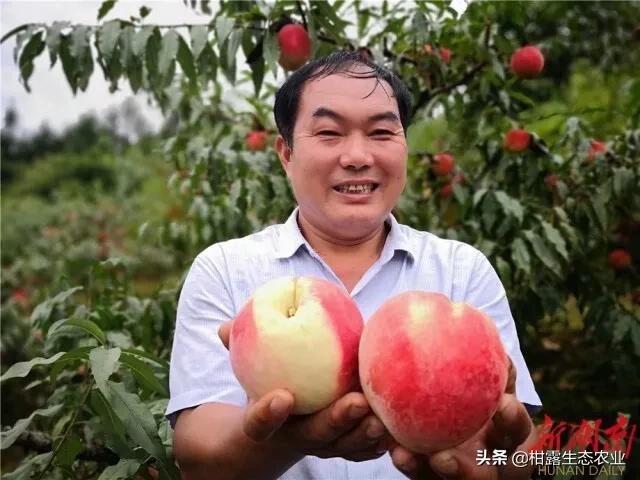 桃树新品种2023年桃子价格,突围桃子价格最新行情