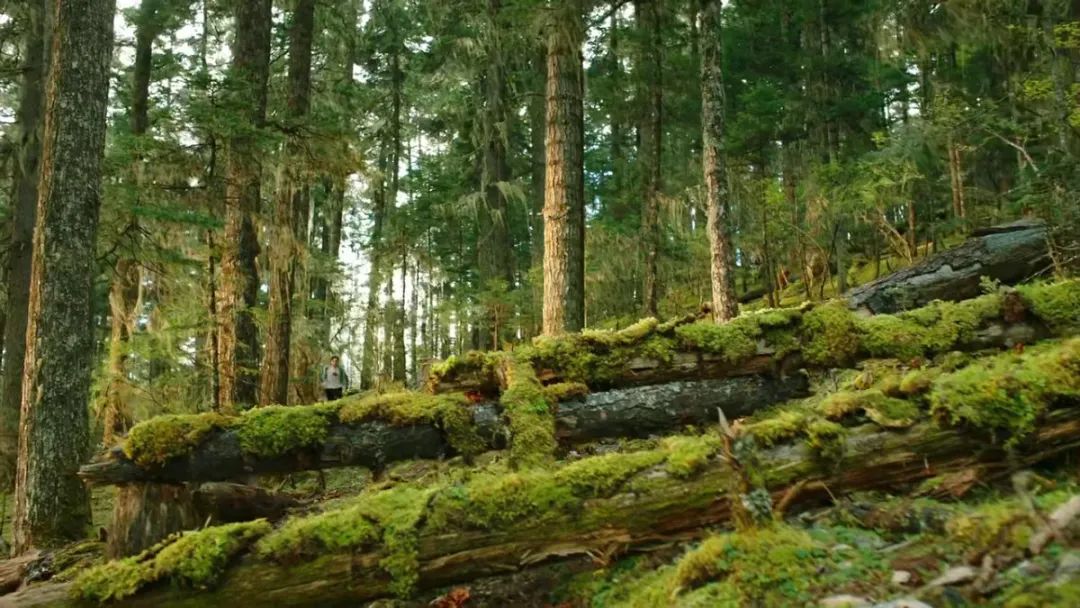 带你Get《司藤》同款神仙美景,春天的香格里拉这样玩