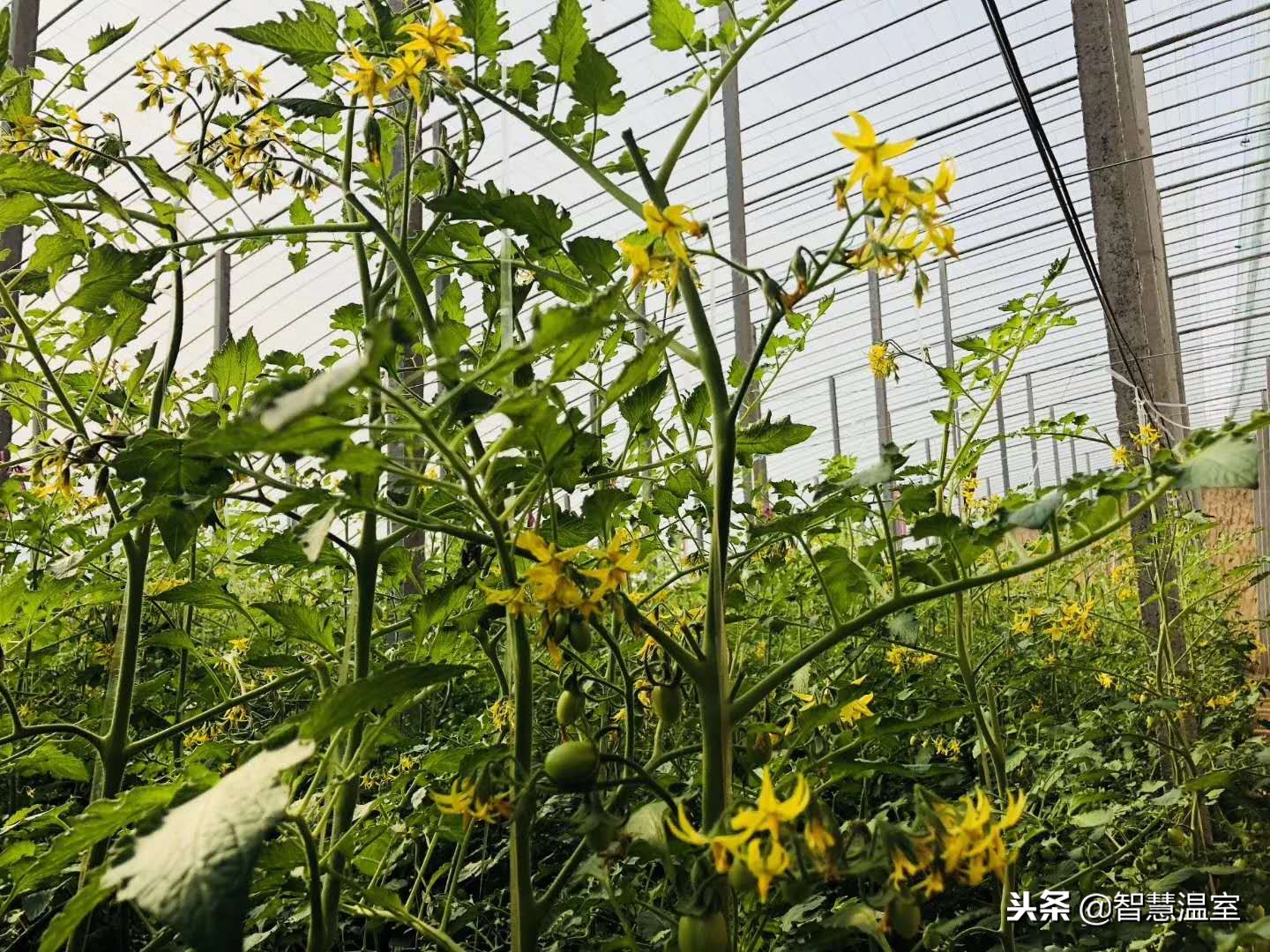 无土栽培蔬菜技术培训寿光,湖北无土栽培技术培训基地