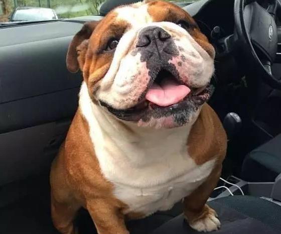 英国斗牛犬的优点和缺点是什么,英国斗牛犬容易有什么疾病